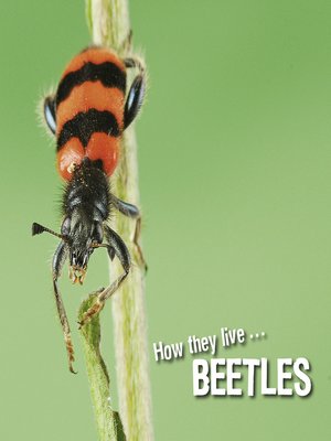 cover image of How they live... Beetles